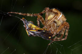 Araneus diadematus / Gartenkreuzspinne / Araneidae - Radnetzspinnen (mit Schlupfwespe als Beute)