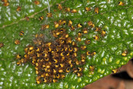 Jungspinnen von Araneus diadematus / Gartenkreuzspinne / Araneidae - Radnetzspinnen