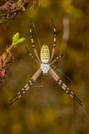 Argiope bruennichi / Wespenspinne / Araneidae - Echte Radnetzspinnen / Ordnung: Webspinnen - Araneae