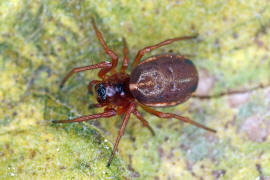 Hypsosinga sanguinea / Rote Glanzspinne / Araneidae - Echte Radnetzspinnen / Ordnung: Webspinnen - Araneae