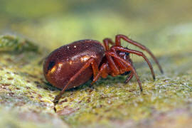 Hypsosinga sanguinea / Rote Glanzspinne / Araneidae - Echte Radnetzspinnen / Ordnung: Webspinnen - Araneae