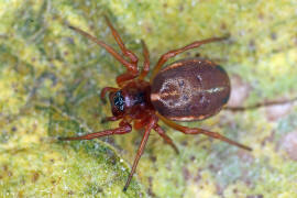 Hypsosinga sanguinea / Rote Glanzspinne / Araneidae - Echte Radnetzspinnen / Ordnung: Webspinnen - Araneae