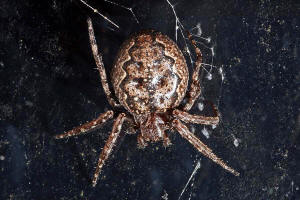 Nuctenea umbratica / Spaltenkreuzspinne / Araneidae - Echte Radnetzspinnen / Ordnung: Webspinnen - Araneae