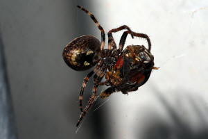 Nuctenea umbratica / Spaltenkreuzspinne / Araneidae - Echte Radnetzspinnen / Ordnung: Webspinnen - Araneae