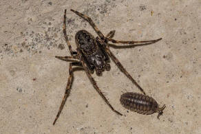 Nuctenea umbratica / Spaltenkreuzspinne / Araneidae - Echte Radnetzspinnen / Ordnung: Webspinnen - Araneae