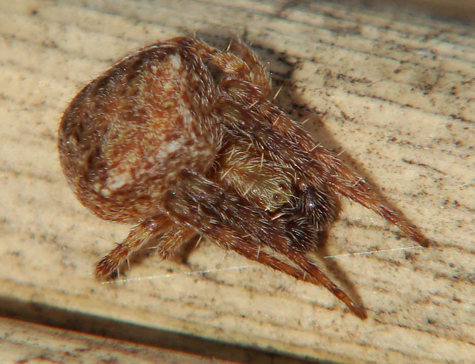 Araneus sturmi / triguttatus (diese beiden Arten lassen sich ausschließlich durch Genitaluntersuchung sicher unterscheiden) / Schulterkreuzspinne / Familie: Araneidae - Echte Radnetzspinnen / Ordnung: Webspinnen - Araneae