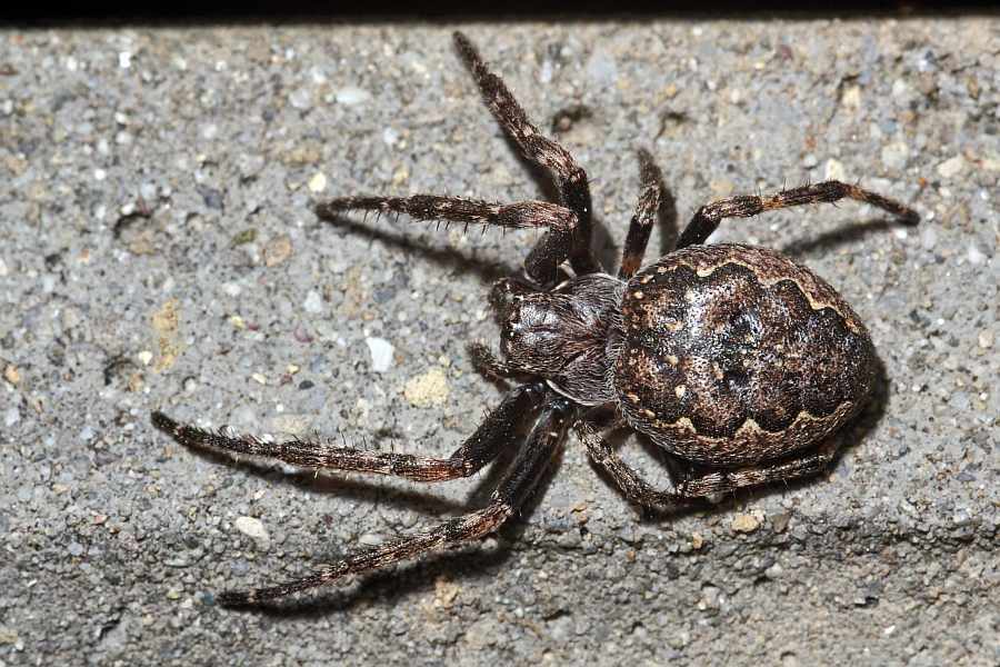 Nuctenea umbratica / Spaltenkreuzspinne / Araneidae - Echte Radnetzspinnen / Ordnung: Webspinnen - Araneae