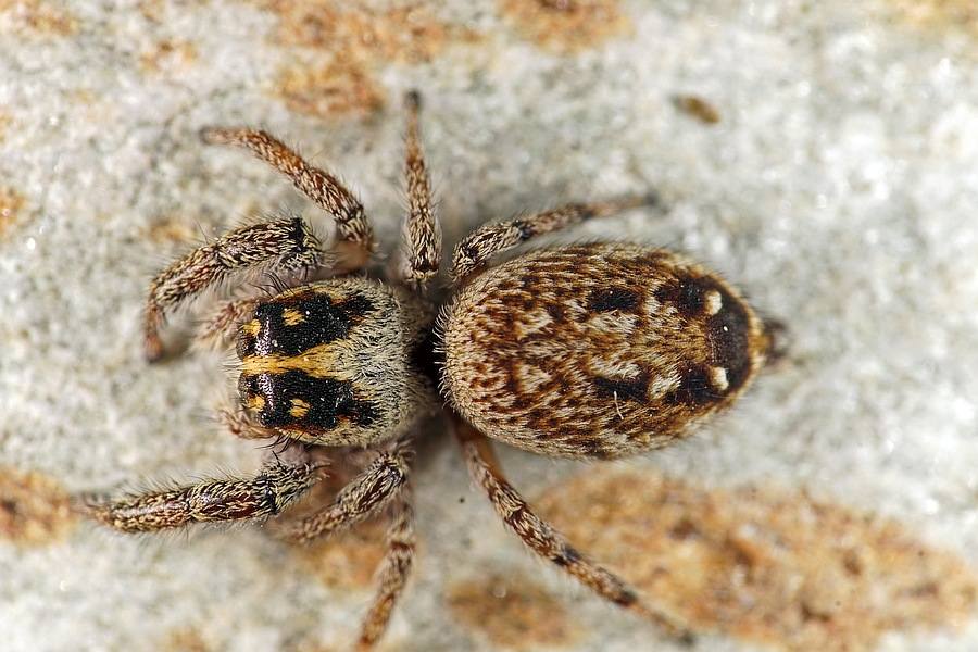 Macaroeris nidicolens / Ohne deutschen Namen / Springspinnen - Salticidae / Ordnung: Webspinnen - Araneae