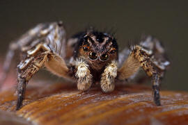 Aelurillus v-insignitus / Springspinne (Mnnchen) / Springspinnen - Salticidae