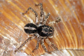 Aelurillus v-insignitus / Springspinne (Mnnchen) / Springspinnen - Salticidae