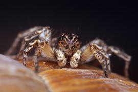 Aelurillus v-insignitus / Springspinne (Mnnchen) / Springspinnen - Salticidae