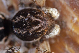Aelurillus v-insignitus / Springspinne (Männchen) / Springspinnen - Salticidae