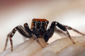 Cyrba algerina / "Algerische Springspinne" / Salticidae - Springspinnen / Ordnung: Webspinnen - Araneae