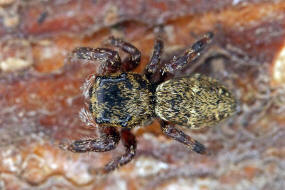 Dendryphantes rudis / Ohne deutschen Namen / Springspinnen - Salticidae / Ordnung: Webspinnen - Araneae