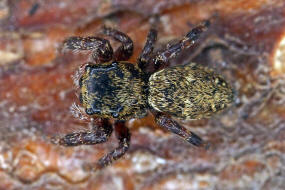 Dendryphantes rudis / Ohne deutschen Namen / Springspinnen - Salticidae / Ordnung: Webspinnen - Araneae