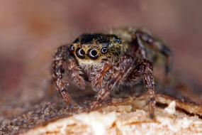 Dendryphantes rudis / Ohne deutschen Namen / Springspinnen - Salticidae / Ordnung: Webspinnen - Araneae