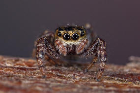 Dendryphantes rudis / Ohne deutschen Namen / Springspinnen - Salticidae / Ordnung: Webspinnen - Araneae