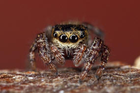 Dendryphantes rudis / Ohne deutschen Namen / Springspinnen - Salticidae / Ordnung: Webspinnen - Araneae