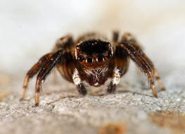 Evarcha jucunda / Ohne deutschen Namen / Springspinnen - Salticidae / Ordnung: Webspinnen - Araneae