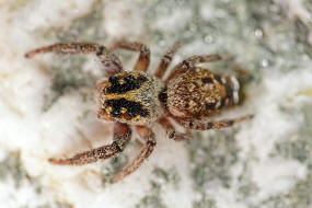 Macaroeris nidicolens / Ohne deutschen Namen /  Springspinnen - Salticidae / Ordnung: Webspinnen - Araneae