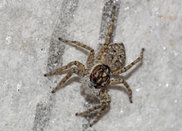 Menemerus semilimbatus / Ohne deutschen Namen / Salticidae - Springspinnen / Ordnung: Webspinnen - Araneae