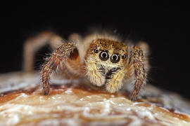 Pellenes tripunctatus / Kreuzspringspinne / Salticidae - Springspinnen / Ordnung: Webspinnen - Araneae