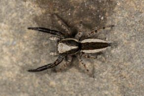 Pseudicius picaceus (Simon, 1868) / Springspinnen - Salticidae