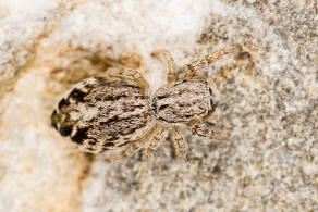 Pseudicius picaceus (Simon, 1868) / Springspinnen - Salticidae