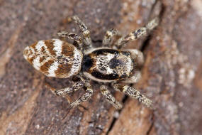 Salticus scenicus / Zebra-Springspinne / Familie: Salticidae - Springspinnen / Ordnung: Webspinnen - Araneae