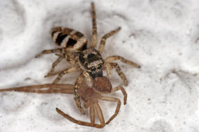 Salticus scenicus / Zebra-Springspinne (mit Laufspinne als Beute) / Familie: Salticidae - Springspinnen / Ordnung: Webspinnen - Araneae