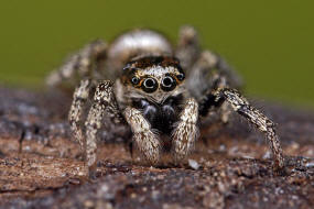 Salticus scenicus / Zebra-Springspinne / Familie: Salticidae - Springspinnen / Ordnung: Webspinnen - Araneae