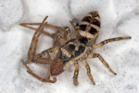 Salticus scenicus / Zebra-Springspinne (mit Laufspinne als Beute) / Familie: Salticidae - Springspinnen / Ordnung: Webspinnen - Araneae