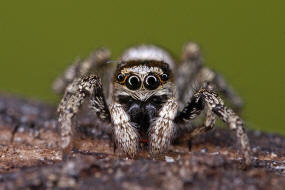 Salticus scenicus / Zebra-Springspinne / Familie: Salticidae - Springspinnen / Ordnung: Webspinnen - Araneae