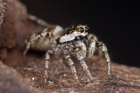 Salticus scenicus / Zebra-Springspinne / Familie: Salticidae - Springspinnen / Ordnung: Webspinnen - Araneae