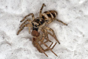 Salticus scenicus / Zebra-Springspinne (mit Laufspinne als Beute) / Familie: Salticidae - Springspinnen / Ordnung: Webspinnen - Araneae