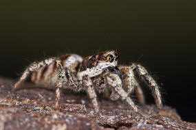 Salticus scenicus / Zebra-Springspinne / Familie: Salticidae - Springspinnen / Ordnung: Webspinnen - Araneae