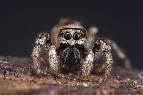 Salticus scenicus / Zebra-Springspinne / Familie: Salticidae - Springspinnen / Ordnung: Webspinnen - Araneae