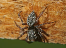 Sitticus pubescens / Vierpunktspringspinne / Familie: Salticidae - Springspinnen / Ordnung: Webspinnen - Araneae