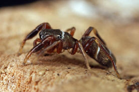 Synageles venator / Ameisenspinne / Salticidae - Springspinnen / Ordnung: Webspinnen - Araneae