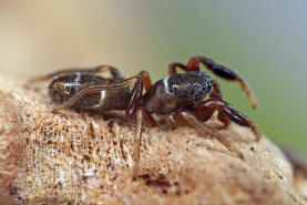 Synageles venator / Ameisenspinne / Salticidae - Springspinnen / Ordnung: Webspinnen - Araneae