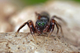 Synageles venator / Ameisenspinne / Salticidae - Springspinnen / Ordnung: Webspinnen - Araneae