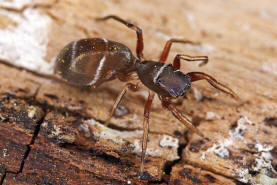 Synageles venator / Ameisenspinne / Salticidae - Springspinnen / Ordnung: Webspinnen - Araneae