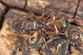 Synageles venator / Ameisenspinne / Salticidae - Springspinnen / Ordnung: Webspinnen - Araneae