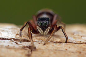 Synageles venator / Ameisenspinne / Salticidae - Springspinnen / Ordnung: Webspinnen - Araneae