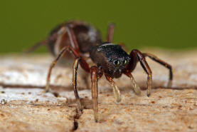 Synageles venator / Ameisenspinne / Salticidae - Springspinnen / Ordnung: Webspinnen - Araneae