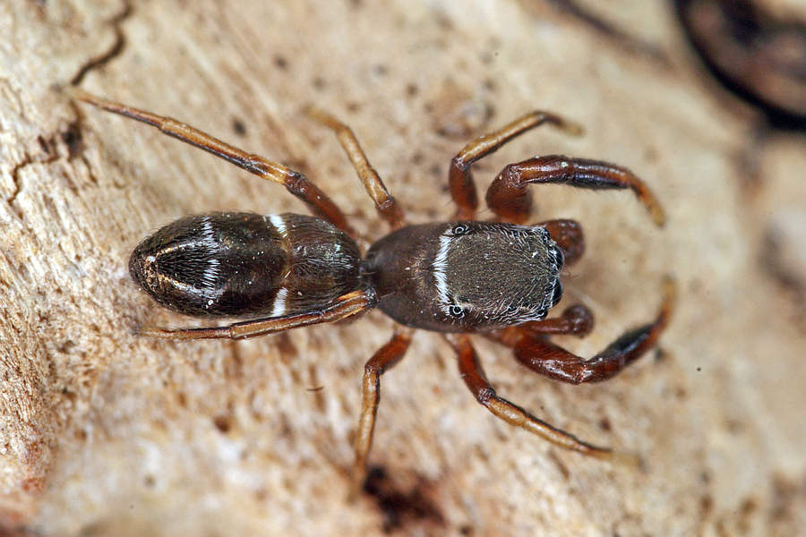 Synageles venator / Ameisenspinne / Salticidae - Springspinnen / Ordnung: Webspinnen - Araneae
