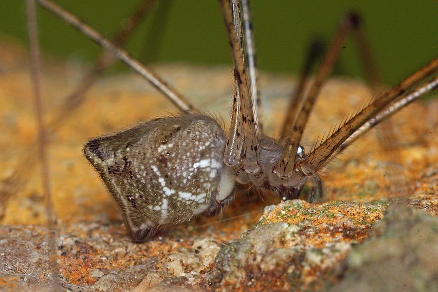 Crossopriza lyoni / Ohne deutschen Namen / Zitterspinnen - Pholcidae / Ordnung: Webspinnen - Araneae