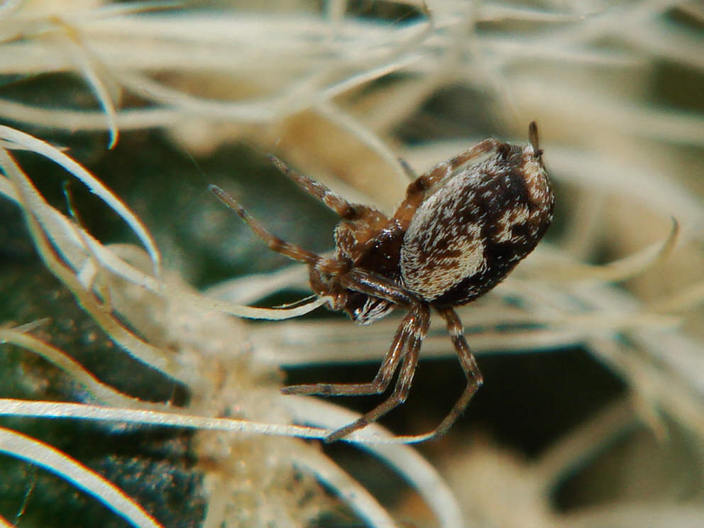 Dictyna arundinacea / Dolden-Heckenkräuselspinne / Webspinnen - Araneae - Dictynidae - Kräuselspinnen