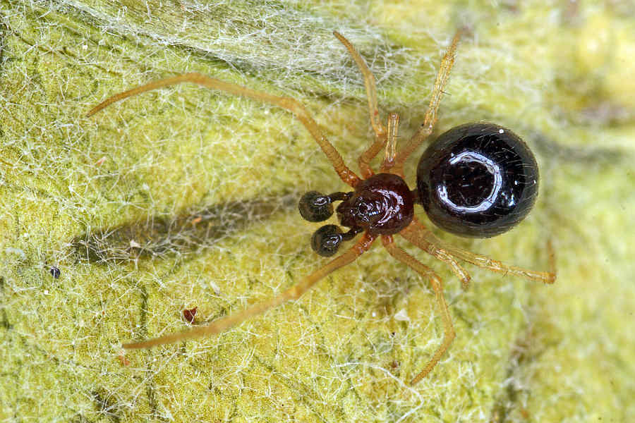 Neottiura bimaculata / Zweifleckige Kugelspinne / Kugelspinnen - Theridiidae / Überfamilie: Radnetzspinnen - Araneoidea / Ordnung: Webspinnen - Araneae