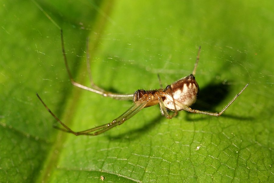 Neriene peltata / Waldbaldachinspinne / Baldachinspinnen - Linyphiidae / Ordnung: Webspinnen - Araneae
